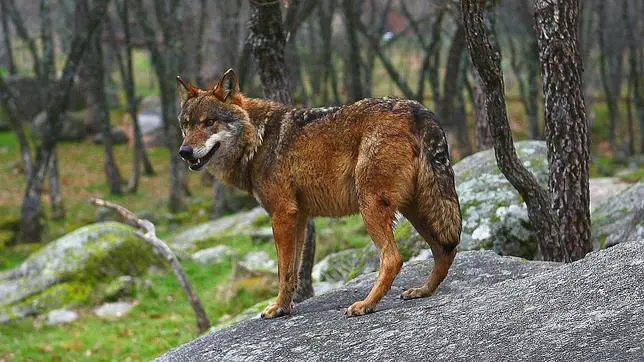 Andalucía fue pionera en la protección legal del lobo a principios de 1986