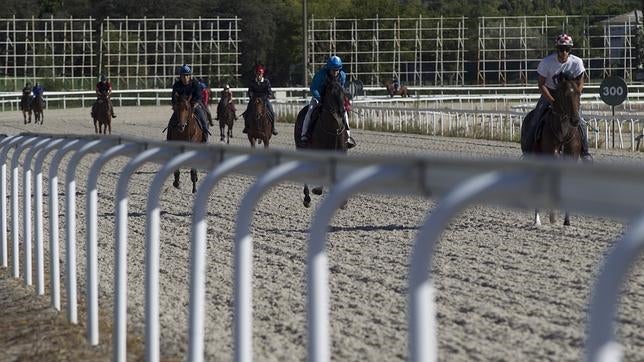 Ocho meses de cárcel para el dueño que mató a su caballo a palos tras una mala carrera