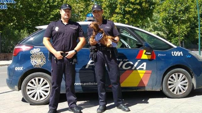 Detenido por tirar vivo a la basura un cachorro de perro en Andújar