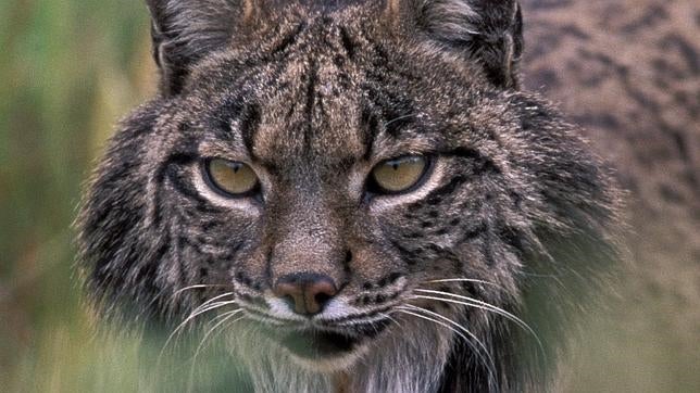 Un lince ibérico cruza a nado el Guadiana para volver al lugar donde nació en Portugal