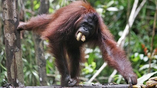 Los orangutanes son incapaces de atrapar presas tan ágiles como las ardillas
