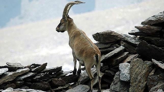 Madrid debe eliminar más de la mitad de las cabras del Parque Nacional