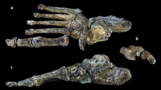 Una misma criatura aunó rasgos primitivos, de australopitecos, con rasgos más humanos