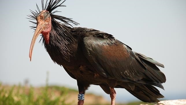 Ibis eremita: Cádiz alberga la única población salvaje de la especie