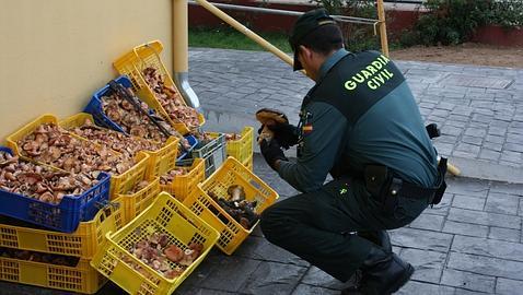 Intervienen cerca de 200 kilos de setas recolectadas en Burgos sin permiso