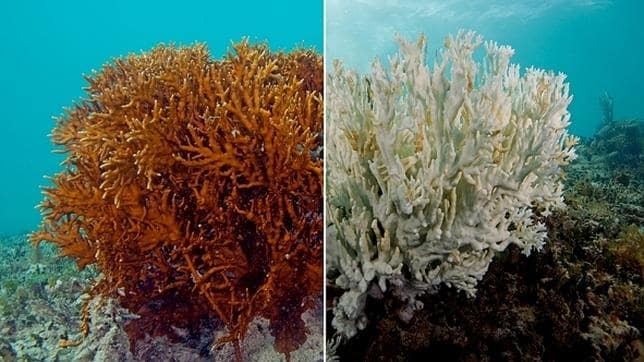 Blanqueamiento de coral detectado en las islas Bermudas (Atlántico)
