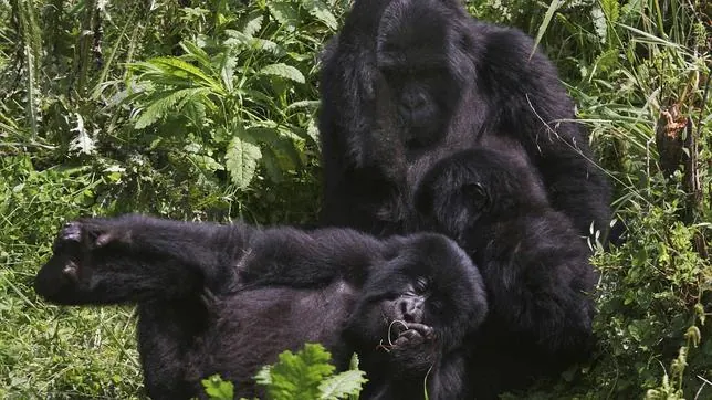 ¿Cuántos gorilas de montaña silvestres quedan en las montañas Virunga?