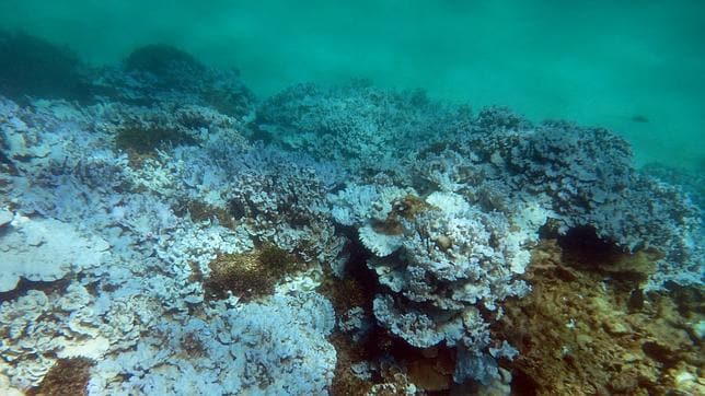 Arrecife de coral severamente blanqueado en agosto de 2014 en la isla de Lisianski, en la Reserva Nacional de Papahanaumokuakea (Hawaii)