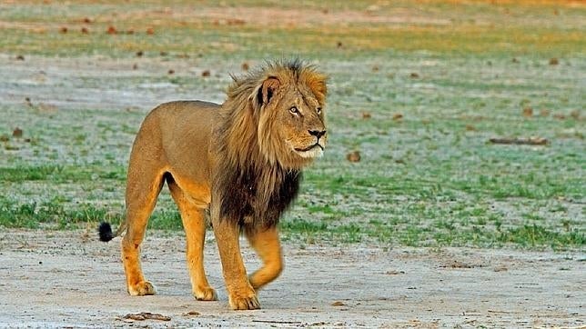 Zimbabue descarta imputar al cazador que mató al león Cecil porque tenía permisos