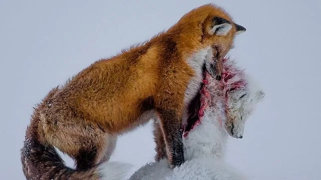 La desgarradora imagen de dos zorros, la mejor fotografía de la Naturaleza en 2015