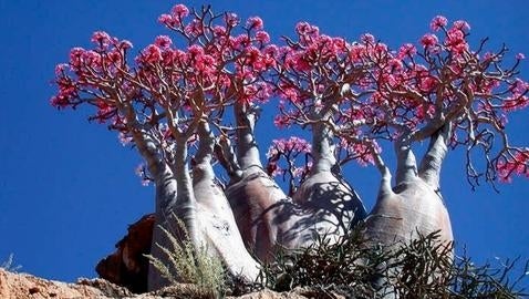 La inquietante «isla alienígena» perdida en mitad del océano Índico