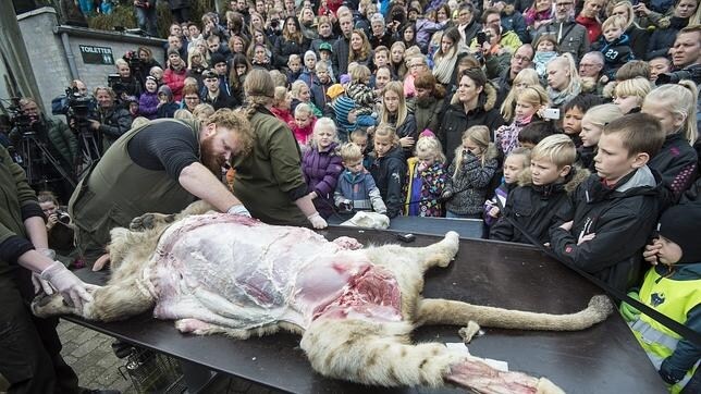 Escolares asisten a la disección de un león en el zoo danés de Odense