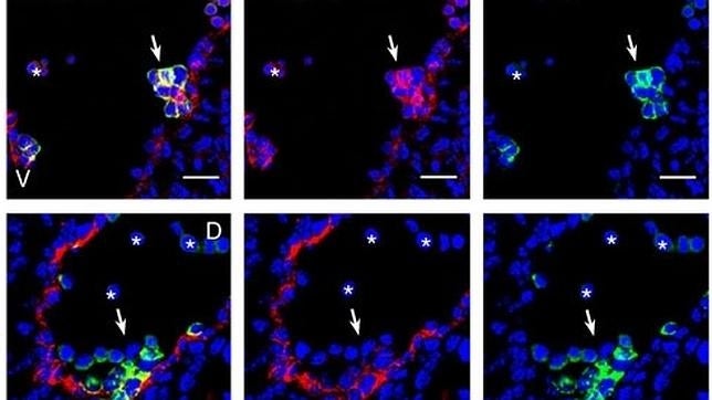 Primer paso hacia una «fuente inagotable» de células madre en el laboratorio