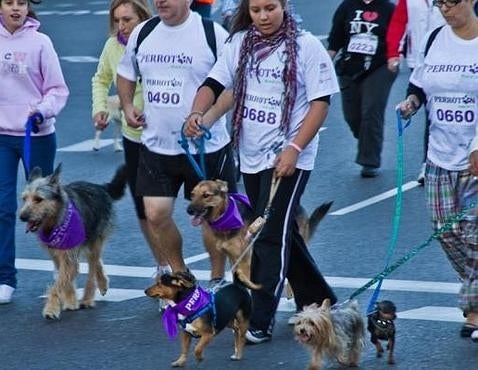 Perrotón del año pasado (ABC)