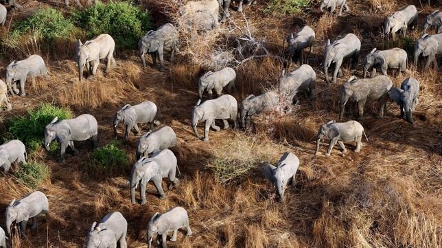 El elefante murió en el coto de caza Malpati, en Zimbabue, lo que significa que estaba fuera del Parque Nacional Gonarezhou y, por tanto, su caza era legal