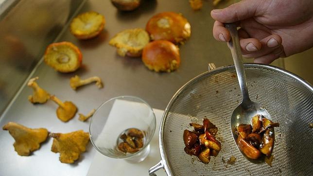 Amanita de los césares, cara y delicada