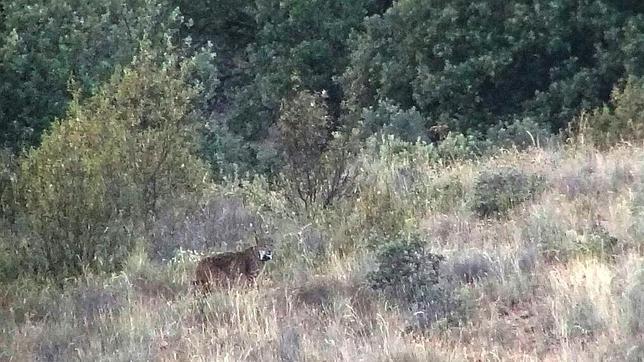 Kentaro, el lince que recorrió media península para recalar en Zamora