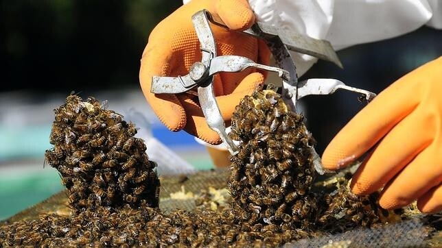 Un trabajador revisa un panal de abejas mientras producen miel