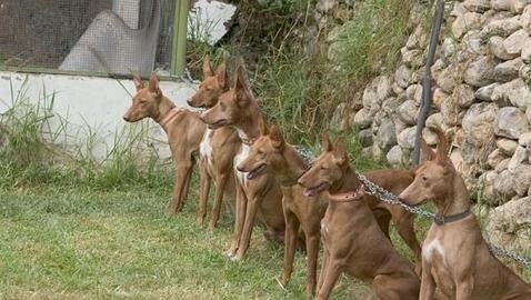 Grupo de podencos