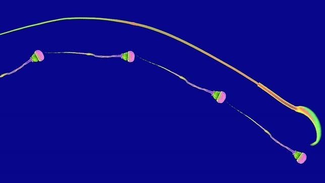 En los espermatozoides de los mamíferos el tamaño sí importa