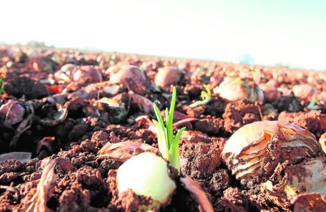 El cultivo de la cebolla toca fondo