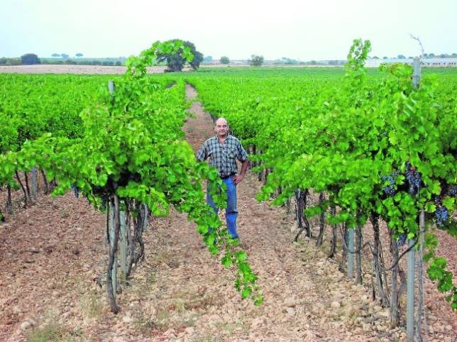 Francisco Cambronero, viticultor, enólogo y responsable de la pequeña bodega familiar de Fuentealbilla