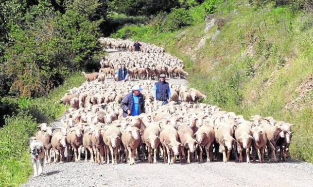 La falta de previsión de la Junta deja sin vacunas a Córdoba contra la lengua azul