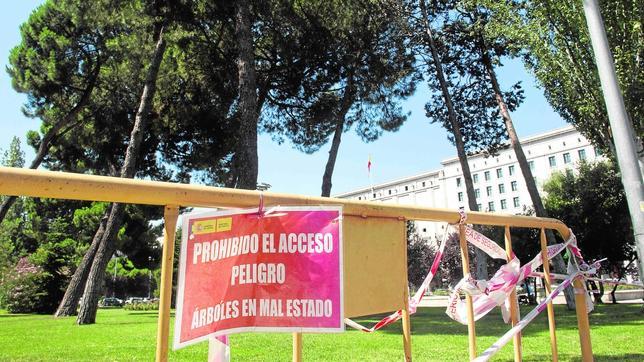 Nuevos Ministerios se protege de sus árboles