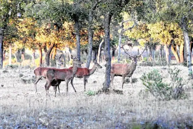Un ciervo macho acompañado de tres hembras de su harén y una cría