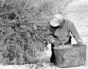 Cerca de 93.000 olivareros andaluces deben presentar correciones en su declaración de cultivo
