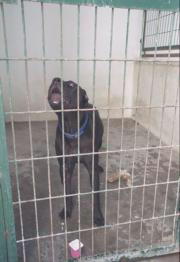 Una niña, herida al ser atacada por un perro de raza «pitbull»