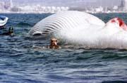 Aparece el cadáver de una ballena en la bocana del Puerto de Algeciras