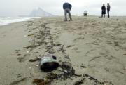 Retirados 2.000 kilos de bolas de alquitrán de las playas de La Línea