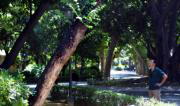 El árbol que hirió grave a un niño en el parque crecía «peligrosamente inclinado»