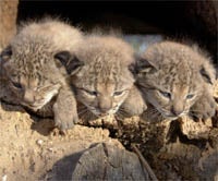 Los cachorros de lince de Doñana ya tienen nombre