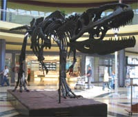 La exposición sobre dinosaurios en Alcalá supera las 20.000 visitas