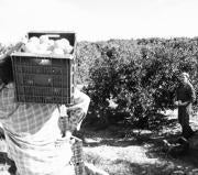 Huelva contará a partir de 2007 con «La Casa del Citricultor»