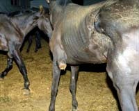 Estudian emprender acciones legales tras la muerte de varios de los caballos intervenidos a Roca