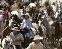1.200 equinos salieron de Doñana hacia Almonte en la 503 «Saca de las Yeguas»