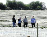 La eliminación de los plásticos agrícolas, dolor de cabeza de los ayuntamientos