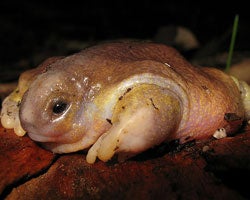 La 'rana tortuga' australiana, el fósil viviente más antiguo de Australia