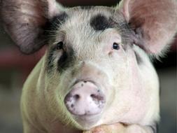 La OMS dice que la carne de los cerdos con grige A puede contagiar el virus