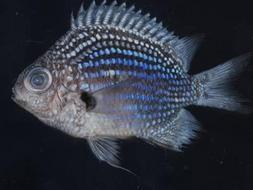 El «Top 10» de las nuevas especies