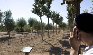El Alamillo celebra su XVI aniversario con la inauguración de un vivero
