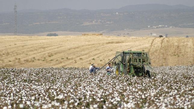 Las desmotadoras siguen pagando el algodon por debajo de su valor actual