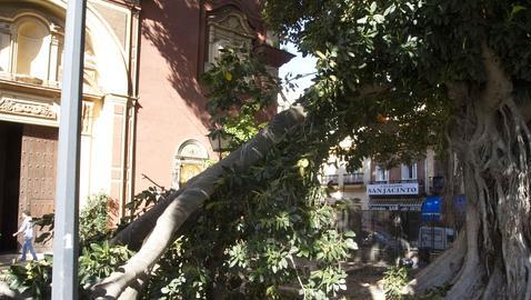Aparatoso desprendimiento de una rama del árbol que está en el patio de la iglesia de San Jacinto