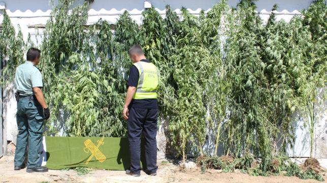 Detenido por cultivar plantas de marihuana de casi dos metros y medio en su parcela