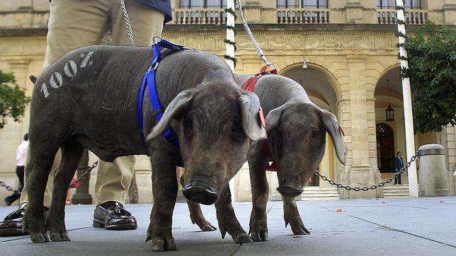 La empresa «5J» pasea dos cerdos ibéricos puros por el centro de Sevilla