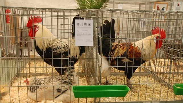 Utrera luce sus gallinas
