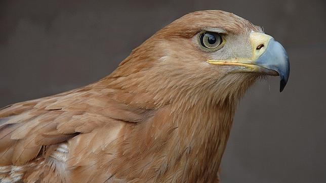 El águila imperial vuelve a Doñana
